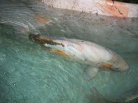 Giant Koi carp and 5 large koi + an unknown fish URGENTLY needing homes