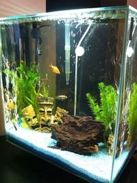 FLUVAL EDGE 46 w/ accessories
