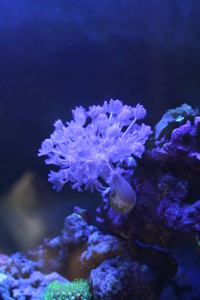 pulsing xenia frag - newcastle , staffs