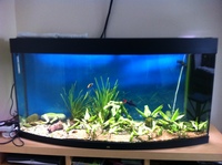 Juwel Vision 260 in Black, Tank and Stand £175