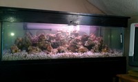 5 Foot by 18x18 tank with stand. Complete malawi set up