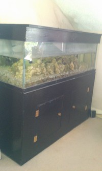 5 Foot by 18x18 tank with stand. Complete malawi set up