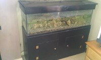 5 Foot by 18x18 tank with stand. Complete malawi set up