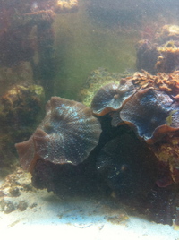 Breaking down Marine tank