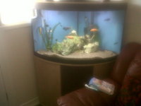 full malawi set up fluval vincenza 190 corner tank