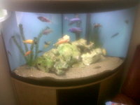 full malawi set up fluval vincenza 190 corner tank