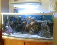 For Sale Complete Marine Fish Tank Set Up
