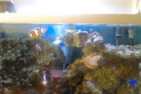 For Sale Complete Marine Fish Tank Set Up