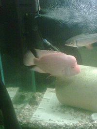 central american cichlids for sale - new low prices