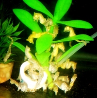 DWARF SEAHORSES AND H ERECTUS IN STOCK NOW
