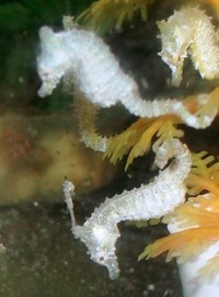 DWARF SEAHORSES AND H ERECTUS IN STOCK NOW