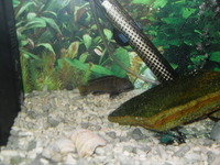 Tropheus tanganyikan cichlids and malawi fish for sale