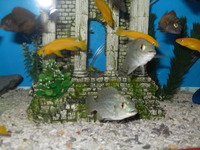 Tropheus tanganyikan cichlids and malawi fish for sale