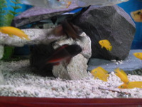 Tropheus tanganyikan cichlids and malawi fish for sale
