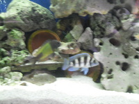 Tropheus tanganyikan cichlids and malawi fish for sale