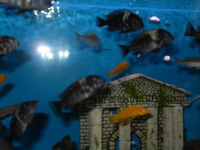 Tropheus tanganyikan cichlids and malawi fish for sale