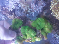marine coral