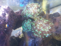 marine coral