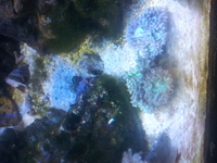 marine coral