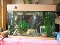 Two 135 litre Aquariums, One with cabinet. All equipment and Fish