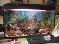 Two 135 litre Aquariums, One with cabinet. All equipment and Fish