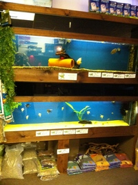 lounge room lizards & aquatics
