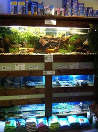 lounge room lizards & aquatics