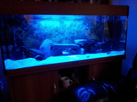i have a aqua one evo 120 260ltr 4 foot tank for sale