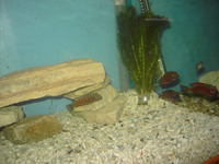 Tropheus Moori Molero For Sale.