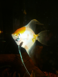 GREEN PHANTOM PLEC, ANGELS, PEARL GOURAMIS