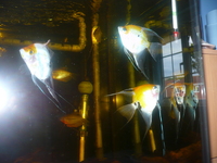 GREEN PHANTOM PLEC, ANGELS, PEARL GOURAMIS