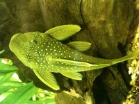 GREEN PHANTOM PLEC, ANGELS, PEARL GOURAMIS