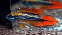 lounge room lizards & aquatics