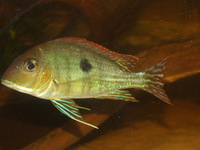 RESERVED-PENDING COLLECTION-0.5inch(2 cm) GEOPHAGUS SP.RED HEAD TAPAJOS x 20---£4 each or 2 for £7 or 5 for £17in Leeds