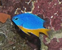 Marine Setup, marine Fish, Aqua Medic pumps, loads of other kit