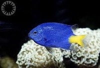 Marine Setup, marine Fish, Aqua Medic pumps, loads of other kit