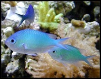 Marine Setup, marine Fish, Aqua Medic pumps, loads of other kit