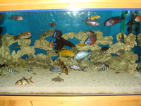 Full set up tank, 2 ext filter, +40 malawi,tangany,trop,calvus, clown loaches,L144 ancistrus. For sale