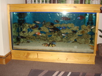 Full set up tank, 2 ext filter, +40 malawi,tangany,trop,calvus, clown loaches,L144 ancistrus. For sale