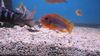cichlids for sale REDUCED