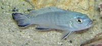cichlids for sale REDUCED