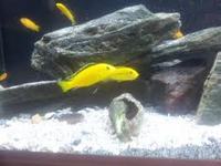 cichlids for sale REDUCED