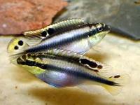 cichlids for sale REDUCED