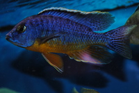DANDY CICHLIDS UPDATED STOCK LIST 07/06/2014