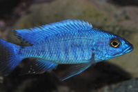 DANDY CICHLIDS UPDATED STOCK LIST 07/06/2014