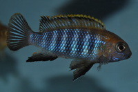 DANDY CICHLIDS UPDATED STOCK LIST 07/06/2014