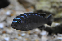 DANDY CICHLIDS UPDATED STOCK LIST 07/06/2014