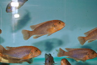 DANDY CICHLIDS UPDATED STOCK LIST 07/06/2014