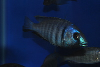 DANDY CICHLIDS UPDATED STOCK LIST 07/06/2014