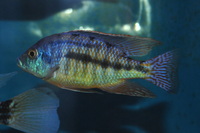 DANDY CICHLIDS UPDATED STOCK LIST 07/06/2014